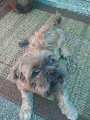 Teddy is his name! Hes two years old need nuetering,shots, and someone to help with potty training!