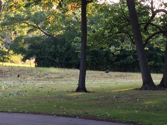 Forest Akers Golf Course
