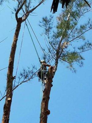 Nature's Canopy Tree Care