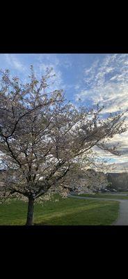 Beautiful neighborhood