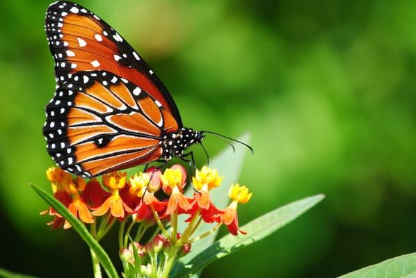 The monarch butterfly
