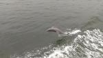 we saw dolphins in Biscayne Bay wile cruising with Captain on a private sailboat tour!