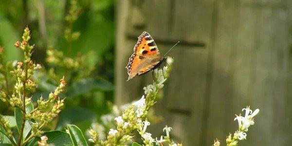 Shelter Rock Landscaping