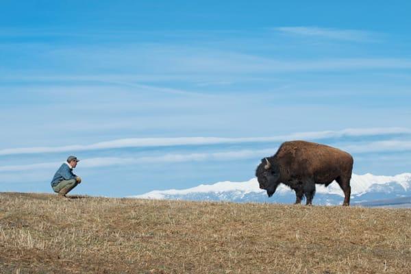 Eagle's Wing Natural Bison