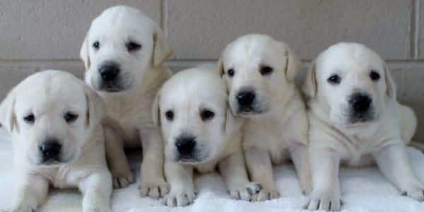 white lab puppies for sale