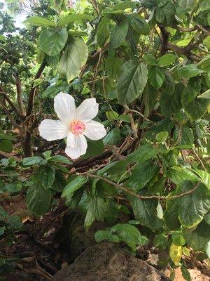 Esperanza’s House Cleaning Services