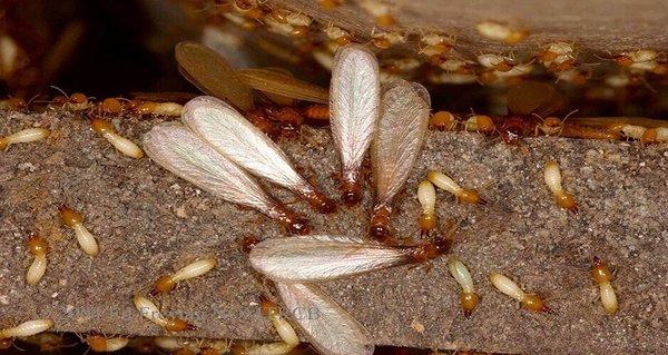 America One Termite Control