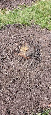 The tree stump remaining in our front yard!