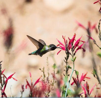 Believe In Magic Photography