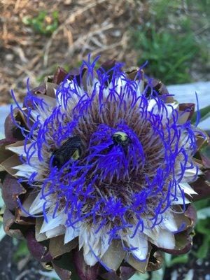 Between Two Firs Farmstand