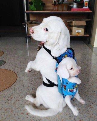 Lindenwold School District