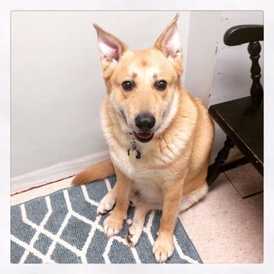 Duke having surgery on a mass found ok his back #theroyalduke #furbabies