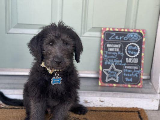 Revolution Dog Sports