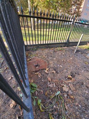 I'm assuming this is the tree he almost was burned alive at by Indians until some slaves came along and saved him.