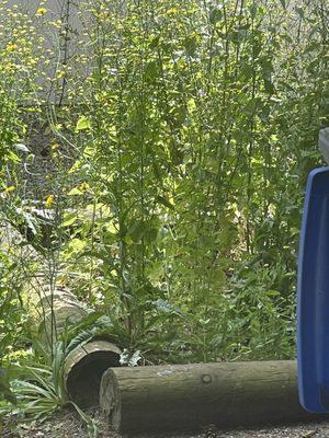 Our weed garden amenity!