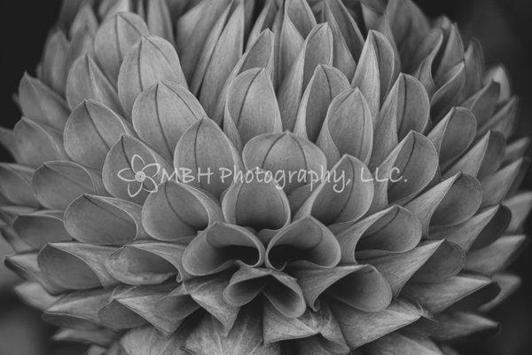 Darrick Ware Photography