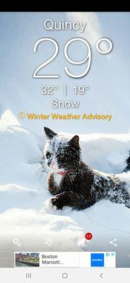 Instead of cat having a good time in the snow... Republican?