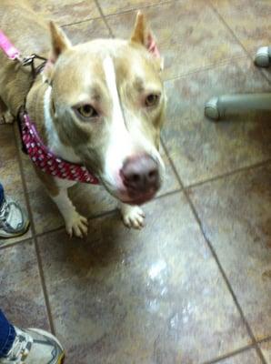 Animal Medical Clinic 2