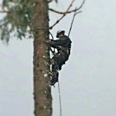 Hanshaw's Tree Removal