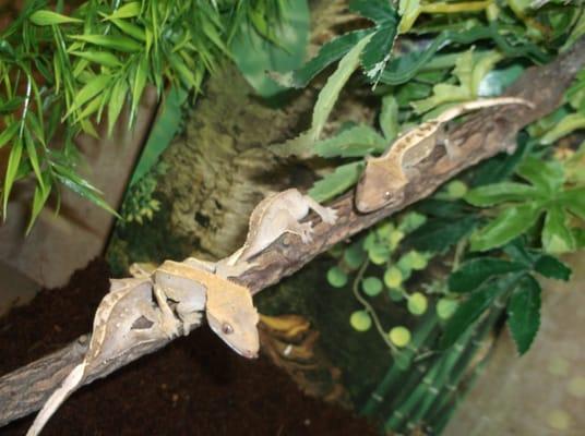 Crested Gecko's
