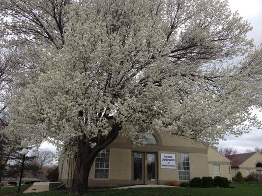 Rockers Chiropractic