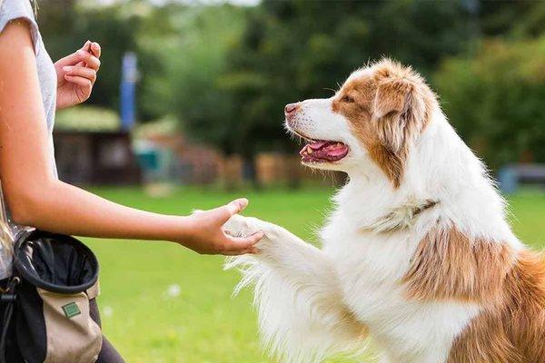 Amazing paws Dog Training
