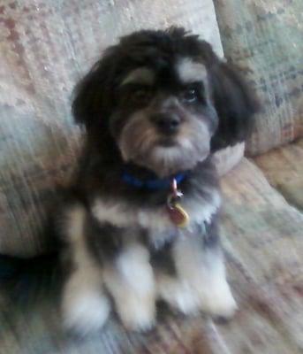 My Havanese