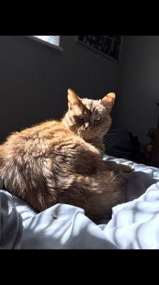 Colorado Home Euthanasia