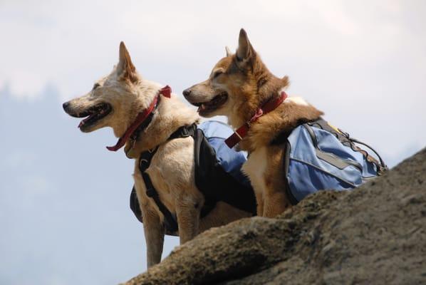 Premium Hiking Gear for Dogs