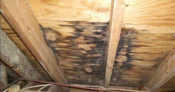 Rotten wood we replaced to stop leaks once and for all.