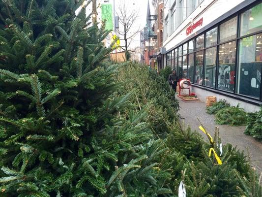 For those who like fresh trees come soon, so you and your family can enjoy that tree for a whole month.