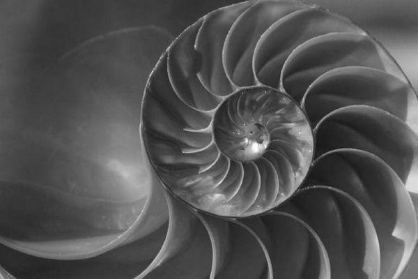 Shelly Kaplan, LMT - Inspiral Bodyworks