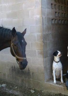 Cement block barn. See the tiny holes above the dog? Those are the windows in the cells, I mean stalls.