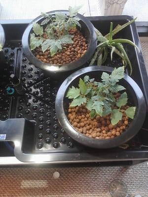 Tomato plant after 1 week in hydroponics.