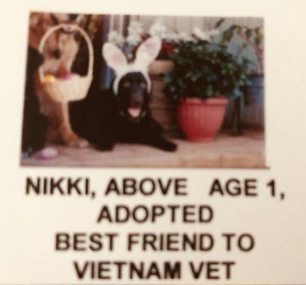 B Paws-Itive Pet Dog Training