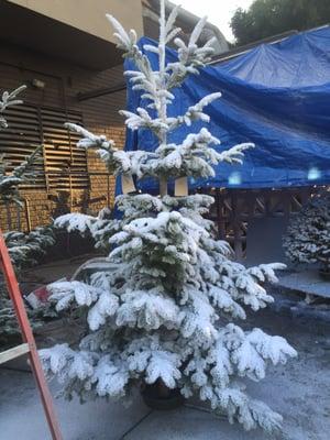 My flocked silver tip wild noble!