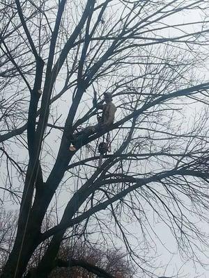 Votaw Tree Services