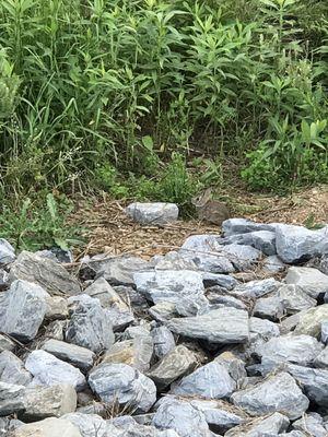 Sweet little bunnies along the trail.