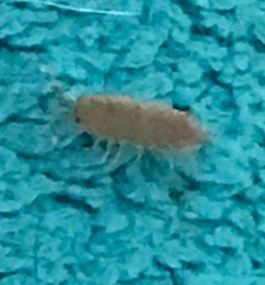 Elko Pest Control Services