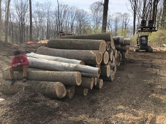 Delaware Valley Tree & Landscaping, Inc.