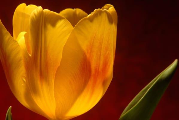 David Parnes Photography