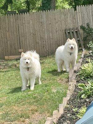 These two just groomed!