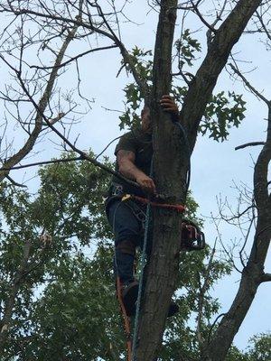 Double C Tree Service