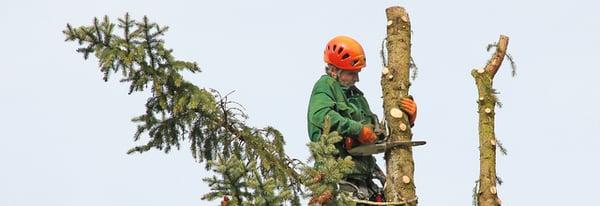 Falling Leaves Tree Service