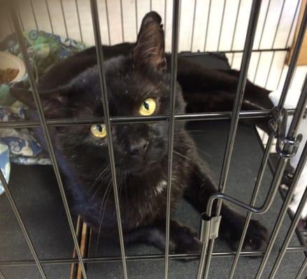 They even have cats for adoption! This is Bill.