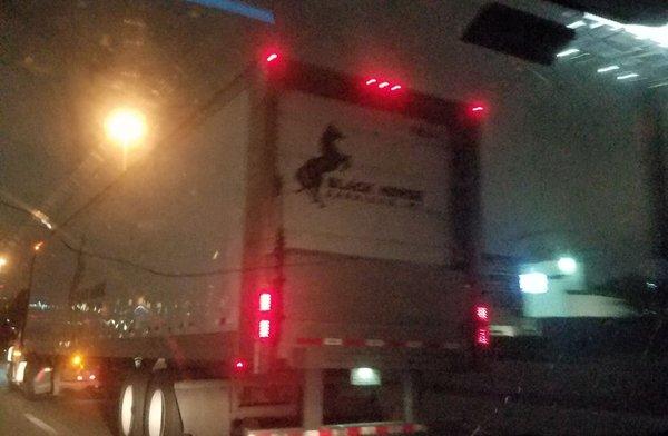 I'm the black sheep of the family. This is the black horse.