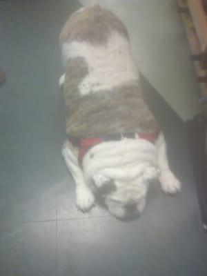 Bodey the mascot practicing downward facing dog