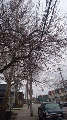 Joes Tree Services and Stump Grinding