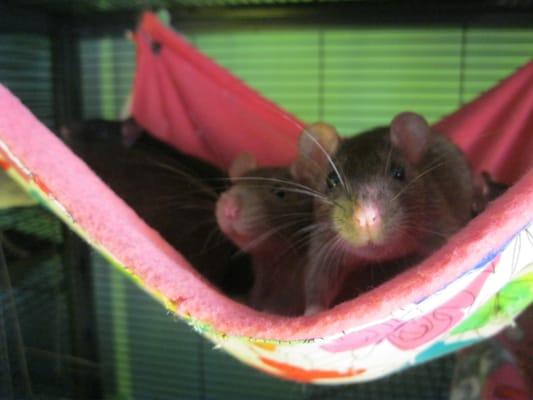 Sweet baby rats ready for adoption at North Star Rescue