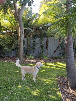 Moto-Grooming Mobile Pet Spa by Pawgo